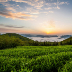 最新丨活动日程安排——第五届湖南·安化黑茶文化节