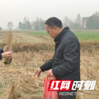 沅江植保技术人员开展水稻螟虫越冬基数情况调查