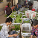 南县万元桥村：有机蔬果产业园 助力乡村振兴