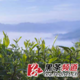 【黑茶文化节名优茶企展】湖南烟溪天茶茶业：潜心研制 精致红茶