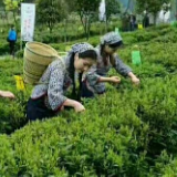 【黑茶文化节名优茶企展】安化宝树茶业：做好大福宝树茶业品牌