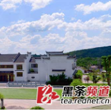 【黑茶文化节名优茶企展】湖南省云上茶业：品味“云端”的味道