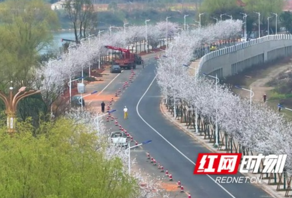视频丨美炸了！资阳区北滨江路变身樱花大道