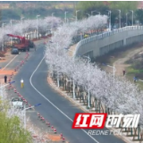 视频丨美炸了！资阳区北滨江路变身樱花大道