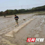 赫山区会龙山街道多措并举抓实抓好粮食生产