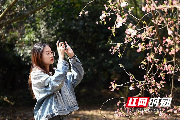 红网时刻益阳3月15日讯（通讯员 文彦波）仲春时节，万物葱茏。湖南城市学院校园内，一派春意盎然。青山湖畔，灼灼桃花挂满枝头，争奇斗艳。翠屏山下，一株株早樱竞相绽放，美不胜收，吸引了不少师生和游客前来打卡赏花，给校园增添了一道绚丽缤纷的色彩。