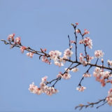 视频丨桃江：雾里看花