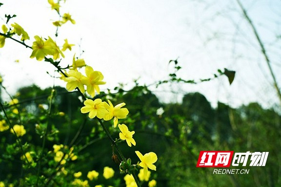 红网时刻益阳3月15日讯（通讯员 文彦波）仲春时节，万物葱茏。湖南城市学院校园内，一派春意盎然。青山湖畔，灼灼桃花挂满枝头，争奇斗艳。翠屏山下，一株株早樱竞相绽放，美不胜收，吸引了不少师生和游客前来打卡赏花，给校园增添了一道绚丽缤纷的色彩。