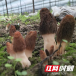 赫山区衡龙桥镇：小小羊肚菌 撑起乡村振兴“致富伞”