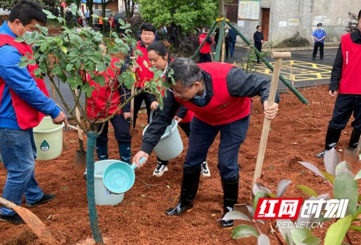 视频 | 劳动节前瞿海带头植树 加快推进益阳中心城区口袋公园项目建设