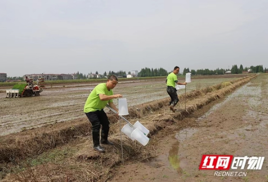 益阳大通湖区：5万个性诱捕器 筑起早稻绿色屏障