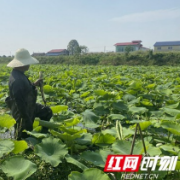 南县浪拔湖镇：小藕才露尖尖角，早有订单排前头