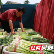 南县：“蒜薹经济”带领村民走上致富路