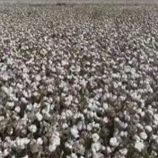 万人说新疆 | 种棉高手伊力江：每亩产量能达500公斤