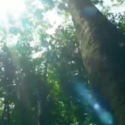 COP15开幕式播映短片《“象”往云南》