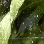 听，生物多样声