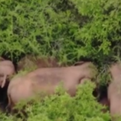 外国专家点赞云南大象“回家之旅”：人象共生的经验学习了！