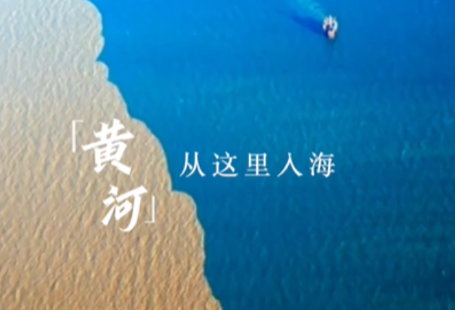 跟着总书记的考察足迹｜在这里，黄河入海，飞鸟翔集