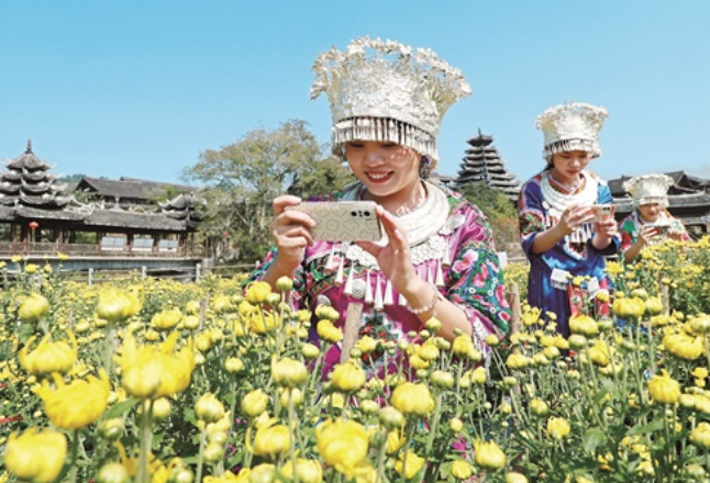 通道侗族自治县：菊花开 引客来