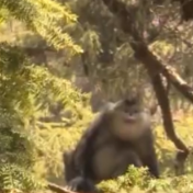 记录大量珍贵濒危物种影像 我国初步形成生物多样性观测网络