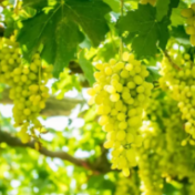 200年历史黄河畔“一遛湾”:旅游振兴的塞上“吐鲁番”