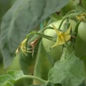 今年上半年全国创建50个国家现代农业产业园 财政涉农资金“立体护航”乡村振兴