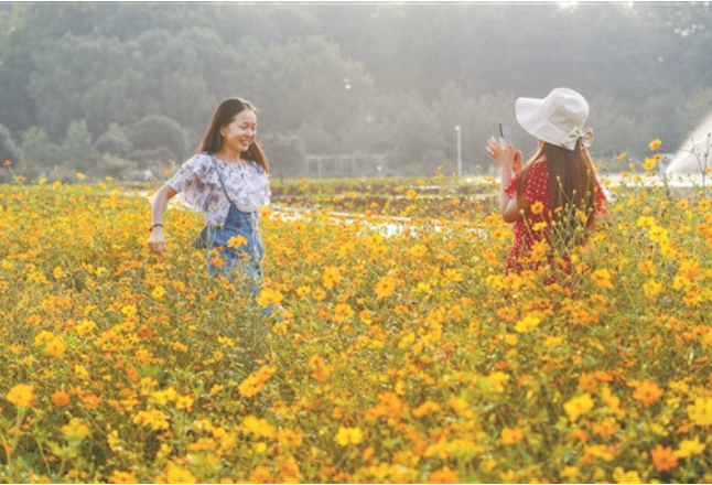 百亩菊花 花正艳