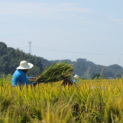 组图｜湖南：稻花香里画丰年，喜悦在稻浪里流淌