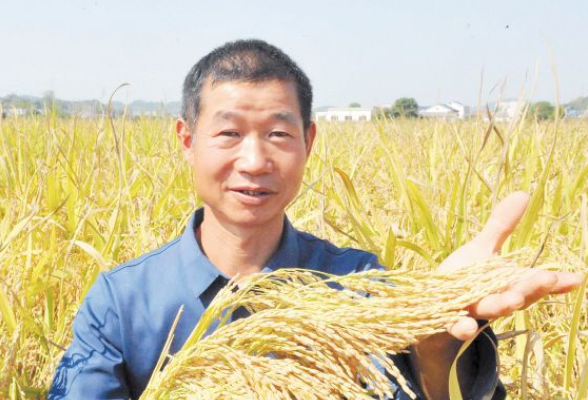 亩产1173.46公斤，长沙再生稻喜获丰收