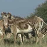 肯尼亚遭遇40年来最严重干旱 大量野生动物死亡