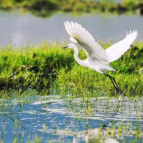 时习之  守护好这一江清水 习近平情系大美长江