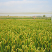 大国“粮”策丨天太热水稻也受不了，上海科学家种的新品系却增加了20%产量