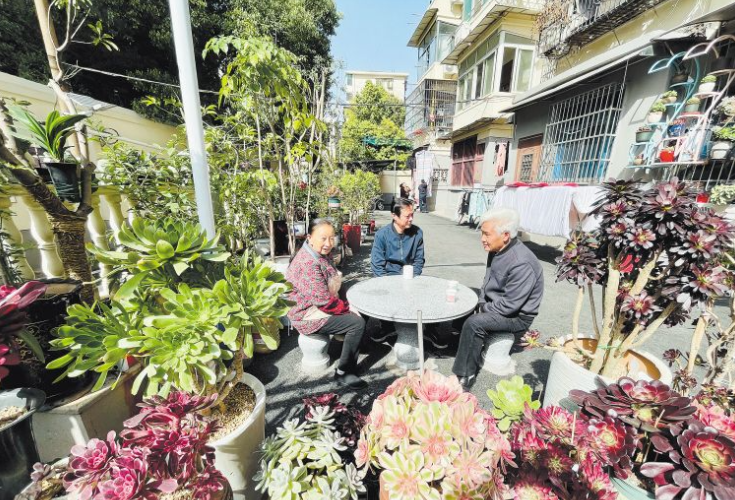拆违长“肉肉”，长沙街头添网红多肉花园