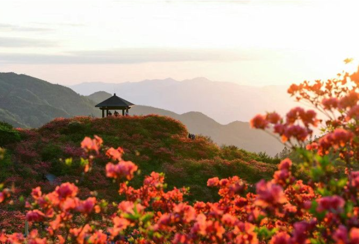 组图丨浏阳大围山10万亩野生杜鹃花迎来最佳赏花期