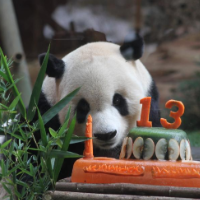 印尼为大熊猫“彩陶”庆祝生日