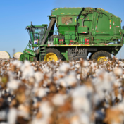 新疆棉花产量占全国92.2% 创历史新高