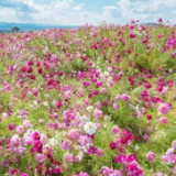 赏花经济竞相绽放