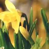 微视频｜让大地山川绿起来