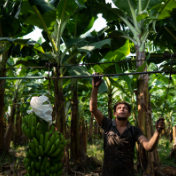 南方觉醒|“香蕉共和国”的突围