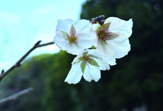 春天尚远，长沙的樱花却突然开了