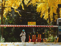 长沙银杏浓度即将达到100%！这波“小确杏”你要接住→