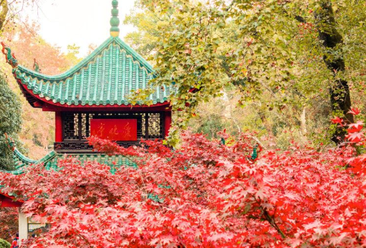 爱晚亭枫叶进入全盛期！游客沉醉“枫”景