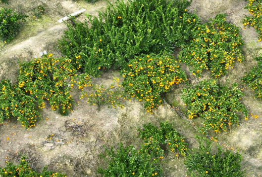 湖南慈利：富硒柑橘飘香 乡村振兴谱新篇