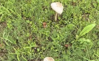 长沙已出现，千万别吃！有毒！