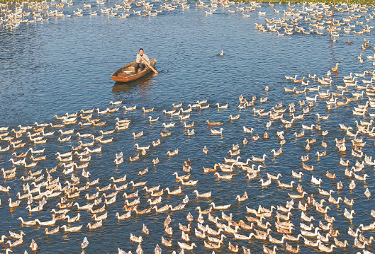 衡东县：“鸭蛋经济”旺