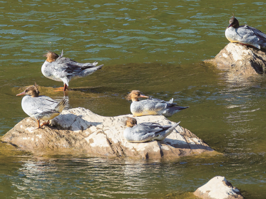 中华秋沙鸭现身汨罗江