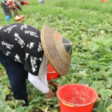 湖南宁远：农民培训结硕果 科学种瓜促增收