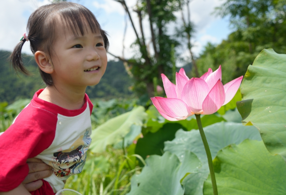 湖南绥宁：荷花绽放，共赴夏日浪漫之约