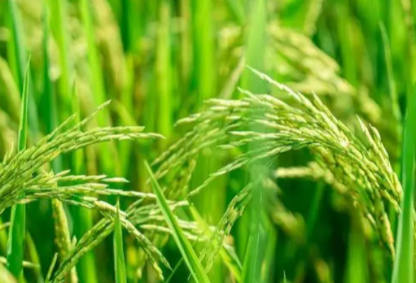 湖南省早稻收获完成近六成