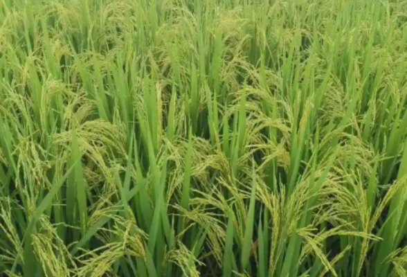 湖南1910万亩晚稻移栽完成 专家提醒，三伏天注意田间管理